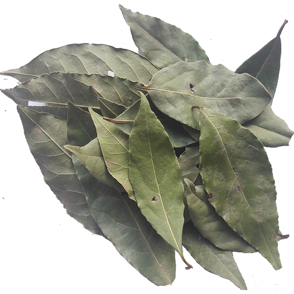 Лавровый лист  ( связка )